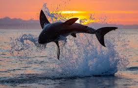 Despite their rarity, many people fear shark attacks after occasional serial attacks, such as the jersey shore shark attacks of 1916, and horror fiction and films such as the jaws series. The 2018 Global Shark Attack Summary Is Out