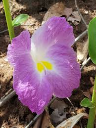 Image result for Siphonochilus kilimanensis