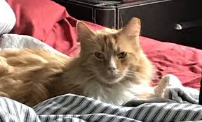With so many maine coon kittens for sale in the united states, and the significant rise in backyard breeders (byb) looking to make a quick buck, how does the average individual determine which maine coon breeders are trustworthy? Pittsburgh Pa Handsome Orange Tabby Maine Coon Mix Cat