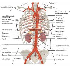 Hansen, phd chapter:introduction to the human body page:14. Circulatory Pathways Anatomy And Physiology Ii