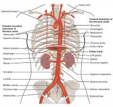 Development and function of the blood vessels: Circulatory Pathways Anatomy And Physiology Ii