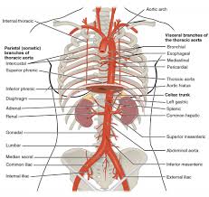 Identify the vessels through which blood travels within the pulmonary circuit, beginning from the right ventricle of the heart and ending at the left atrium. Circulatory Pathways Anatomy And Physiology