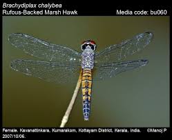 Image result for Brachychloa