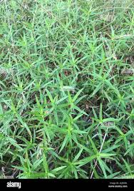 Image result for Hexasepalum sarmentosum