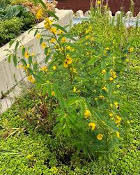 Image result for Chamaecrista parva