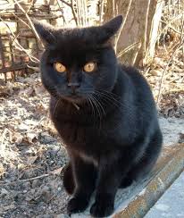 Looking for the best black cat names? 50 Male Black Cat Names The Paws