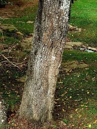 Image result for Bridelia micrantha