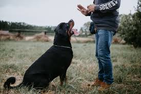Completion of this application does not guarantee adoption of a paws for life k9 rescue dog. Puppypawsrescue