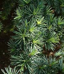 For shady areas hemlock (tsuga) makes a beautiful hedge that will be left alone by deer. Cedar Of Lebanon Plant Britannica