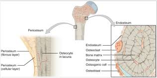Bone formation begins with a blastema (any aggregation of embryonic mesenchymal cells which will. 10 3 Bone Structure Fundamentals Of Anatomy And Physiology