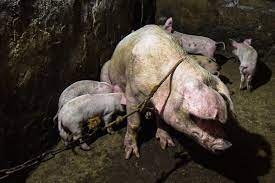 The country has been working to battle infections in affected villages in recent weeks. African Swine Fever Spreads In Southern Philippines