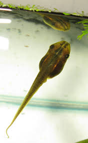 tadpole identification frogs org au community