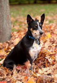 The australian kelpie is a working dog at heart, full of energy and eager for a job to do. Kelpie Australian Sheep Dog In Fall Photograph By Iris Richardson