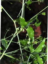 Image result for Commicarpus helenae