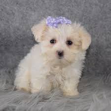 In fact, your new maltese will soon become an invaluable member of your family. Maltese Puppies For Sale In Pa Maltese Puppy Adoptions