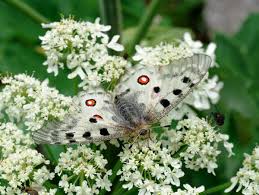 Image result for Parnassius apollo