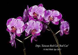 Dtps Taiwan Red Cat Red Cat Orchid Board Most Complete Orchid Forum On The Web Red Cat Orchids Phalaenopsis