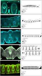 Image result for Xerophyta scabrida