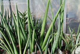 Image result for Sansevieria pearsonii