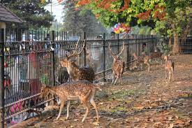 Taman rusa kemang pratama jalan niaga raya blok. Taman Rusa Cervus Timorensis Kemang Pratama Tempat Wisata Warga Di Bekasi On My Way