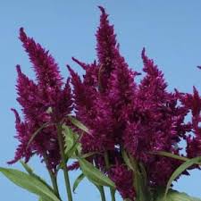 Celway Purple Celosia Purple Garden Plants Perennial Vegetables