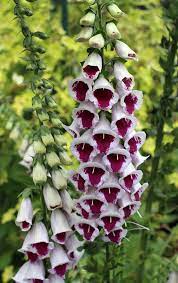 Pin On Garden