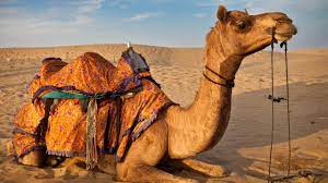 As we know, pressure exerted and area are inversely proportional. The Camel Walk Camels And Camel Keepers Of The Thar Desert Pushkar Rajasthan Youtube