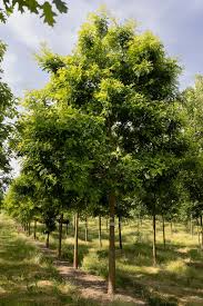 Image result for Otiophora