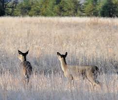 December Deer Hunting In North Carolina Can Be Very Rewarding To The Patient Hunter