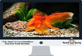 Ada beberapa cara memelihara ikan arwana dalam akuarium yang perlu anda perhatikan, antara lain sebagai media hidup, akuarium menjadi aspek yang penting dalam memelihara ikan arwana. Yuk Simak 13 Cara Memelihara Ikan Koki Wajib Diketahui