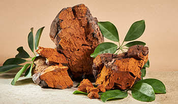 Chaga Mushrooms 