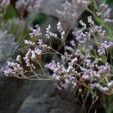 Pin On Cottage Garden Rustykalny