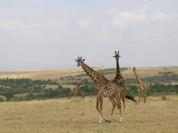 Image result for Sphaeranthus gazaensis