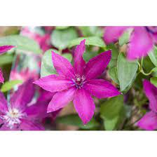 Maybe you would like to learn more about one of these? Clematis Hybride Ernest Markham Pflanzen Fur Dich De 5 95