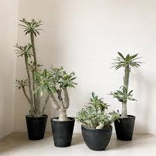 Image result for Dorstenia