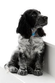 Black And Tan Cocker Spaniel Puppies For Sale Scotland English Springer Spaniel Cocker Spaniel Puppies Spaniel Puppies Blue Roan Cocker Spaniel