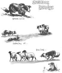 Black And White Sheep Herding Dog Sheep Herding Animals Dog In 2020 Sheep Illustration Herding Sheep Pet Dogs