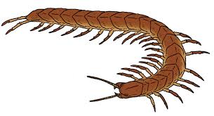 We did not find results for: The Lost World Bestiary White S Giant Centipede By Pristichampsus On Deviantart