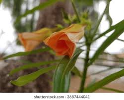 Image result for Cascabela