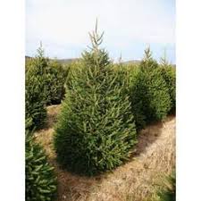 Once the tree is established in the landscape you can see up to 2 feet of growth a year. Buy Norway Spruce Online Deer Resistant Evergreen Tree Bay Gardens