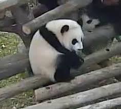 A Hilarious Compilation Of Pandas Falling Down At Toronto Zoo Toronto Zoo Panda Protection Atlanta Zoo