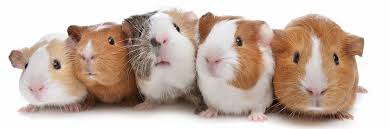 Guinea pigs, with their large heads, perpetual look of surprise and gleeful squeals, are definitely a pet to be imagine jill guinea pig socializing with joe guinea pig when joe suddenly goes all jill will soon follow suit; Guinea Pig Care Doubleview Veterinary Centre
