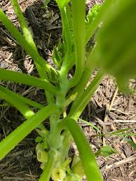 Pull affected plants and turn the soil regularly. Zucchini Fruit Fall Off Very Small Before Opening Turning Yellow Within Few Days 490905 Ask Extension