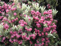 Image result for Pavetta hymenophylla