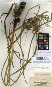 Image result for Cyperus fischerianus