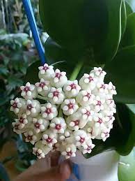 Hoya Pachyclada Red Corona Wax Plant Hoya Succulentopedia Succulents Cactiandsucculents Succulent Succulentplant Su Plants House Plants Hoya Plants