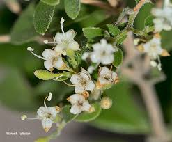 Image result for Nuxia congesta