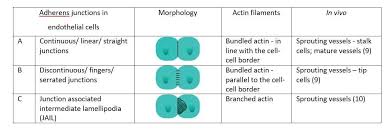 Cell membrane used in endocytosis, exocytosis, electron transport, impulse transmission, cell junction, cell movements, osmosis, cell recognition etc. Yap And Taz Regulate Adherens Junction Dynamics And Endothelial Cell Distribution During Vascular Development Elife