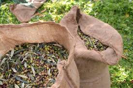 Tripadvisor Cueillette Des Olives Et Fabrication De L Huile D Olive En Crete A L Ancienne Propose Par Vamos Traditional Village Grece