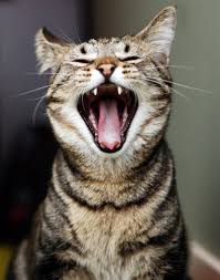 File:Yawning cat portrait (8423278464).jpg